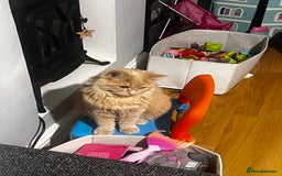 Ragdoll cats for sale: ragdoll - Image 2