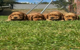 Cocker Spaniel dogs for sale: 💙🐶Adorable Cocker Spaniel Puppies 🐶💙  - Image 1