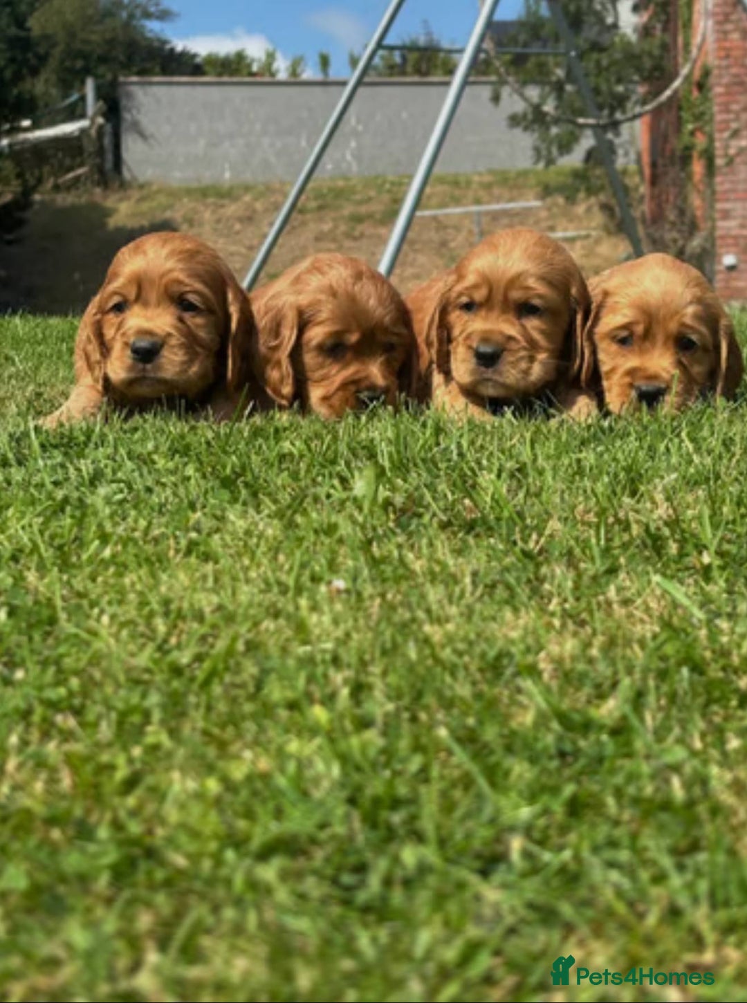 Cocker Spaniel dogs for sale: 💙🐶Adorable Cocker Spaniel Puppies 🐶💙  - Image 1