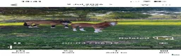 Welsh Section A horses for sale: 2 Stunning Welsh a fillies  - Advert 9