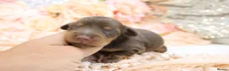 Miniature Dachshund dogs for sale: KC Longhair Miniature Dachshunds - Advert 21