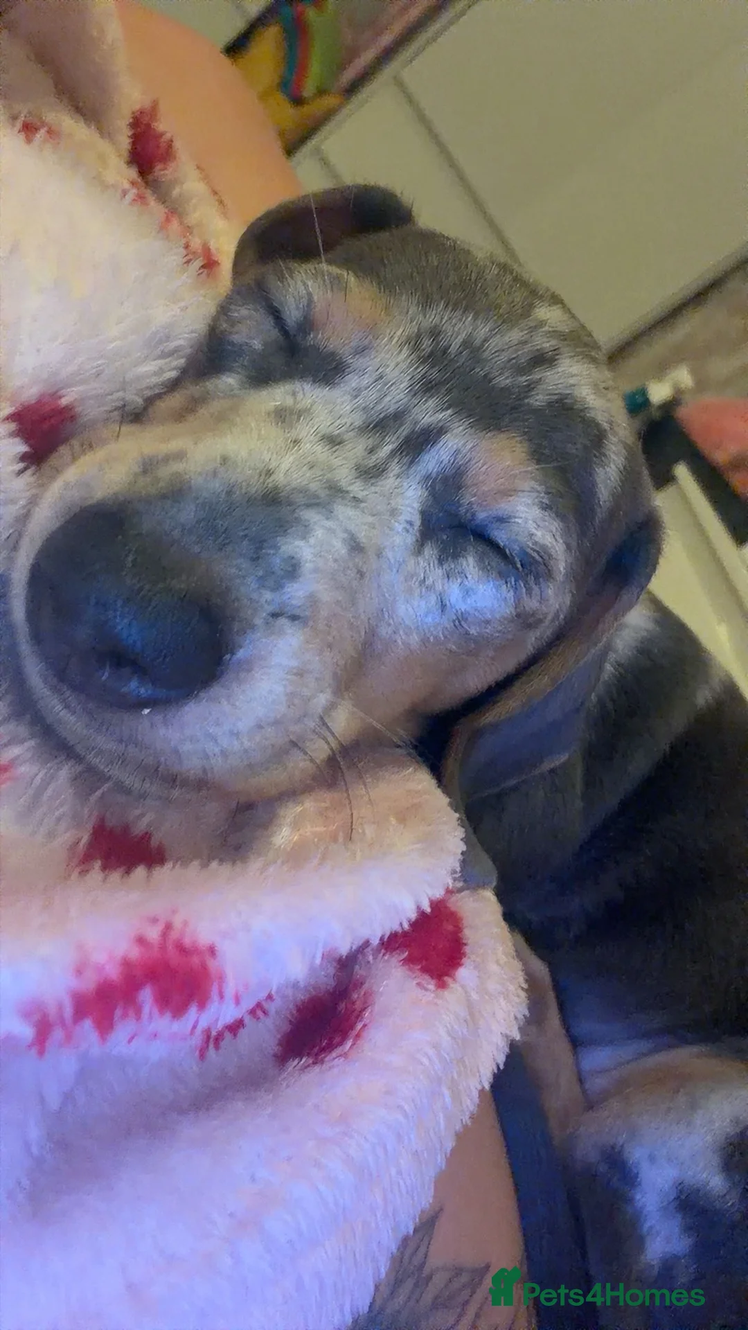 Dachshund dogs for sale: blue dapple - Advert 3