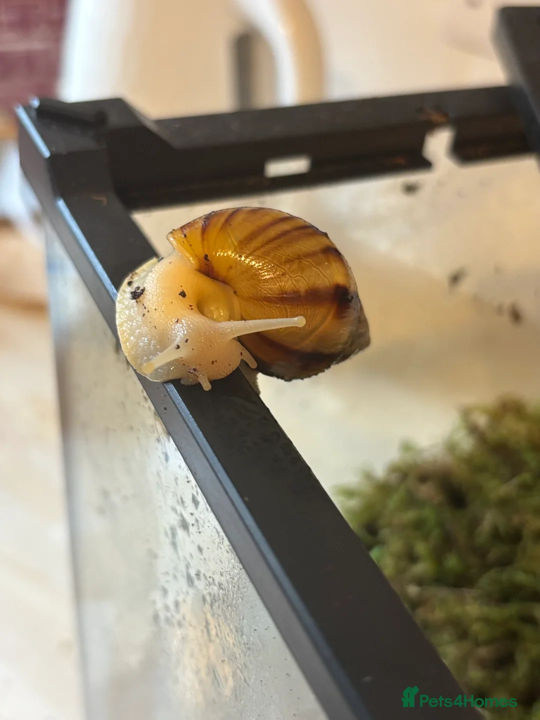 Snails invertebrates for sale: Albino giant African land snails - Advert 2