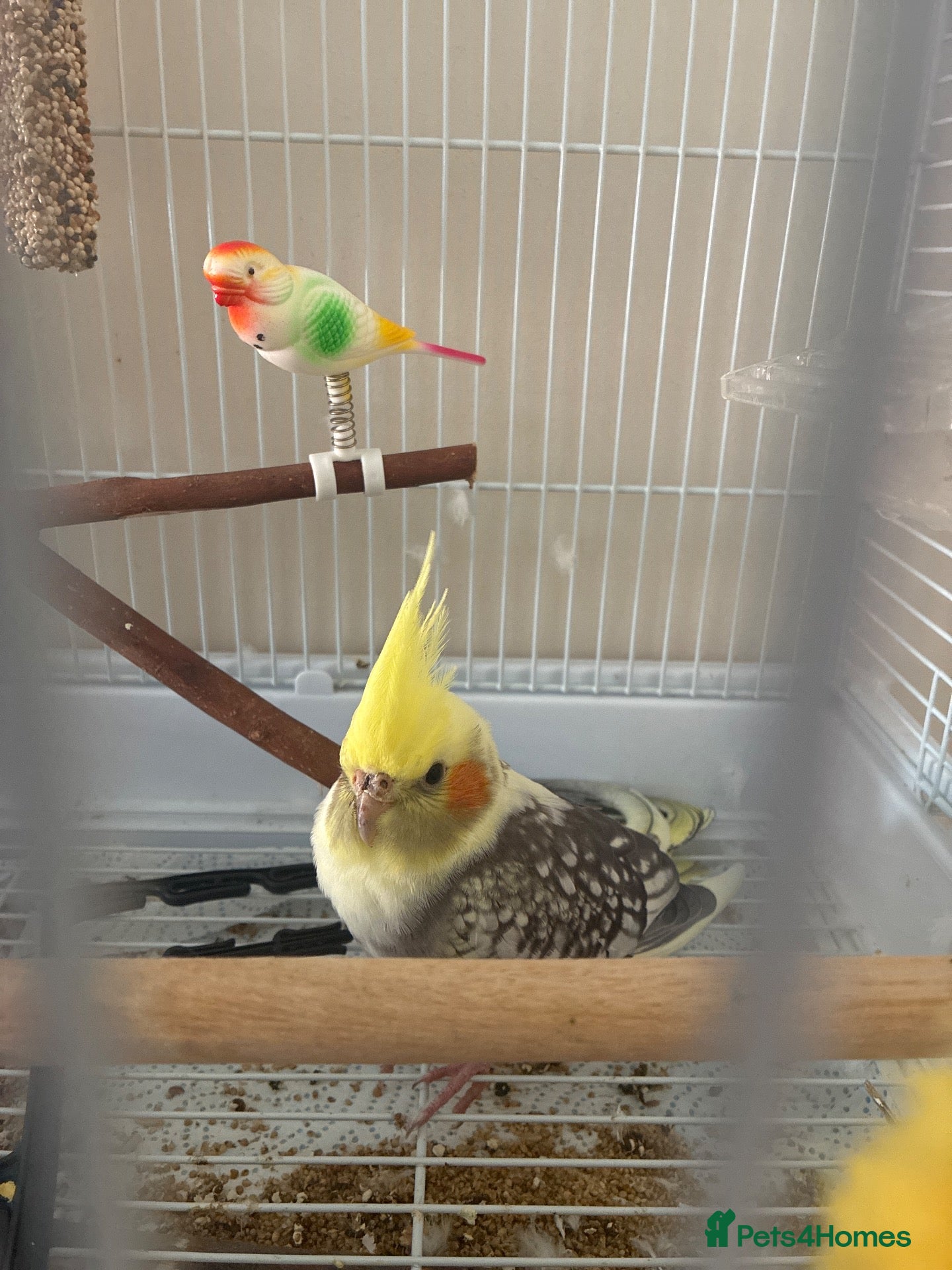 Cockatiels birds Young cockatiel and set up   - Advert 1