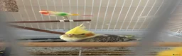 Cockatiels birds for sale: Young cockatiel and set up   in Sandbach - Advert 1
