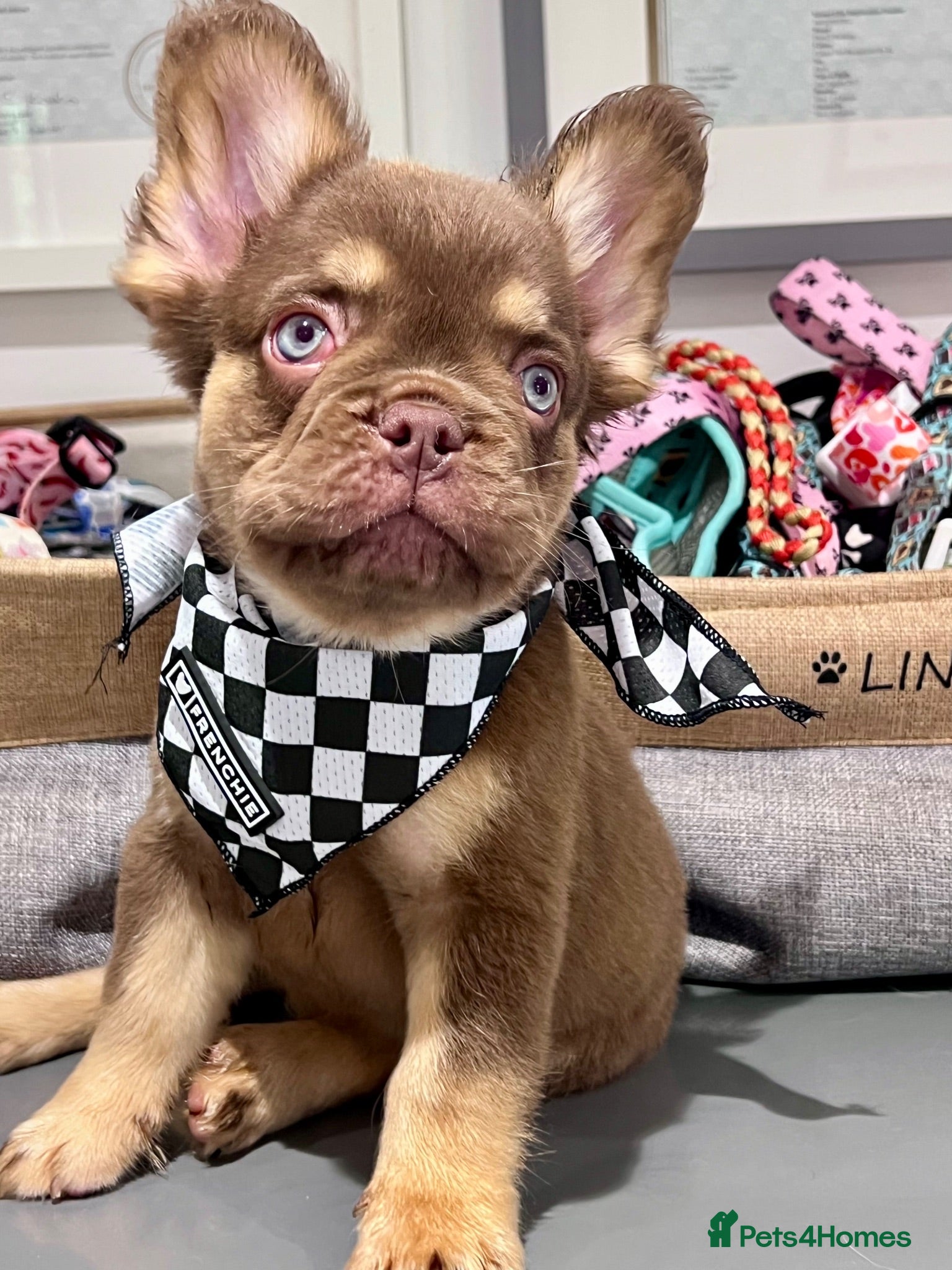 French Bulldog dogs Council Licensed Fluffy French Bulldog Puppies - Advert 1