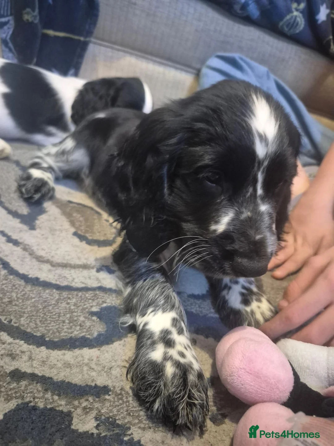 Cocker Spaniel dogs for sale: Stunning Show Cocker litter of 6 in Ipswich - Advert 13