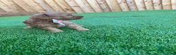 Cockapoo dogs for sale: 🐾 Adorable F1BB Teddy bear toy cockapoos 🐾 - Advert 18