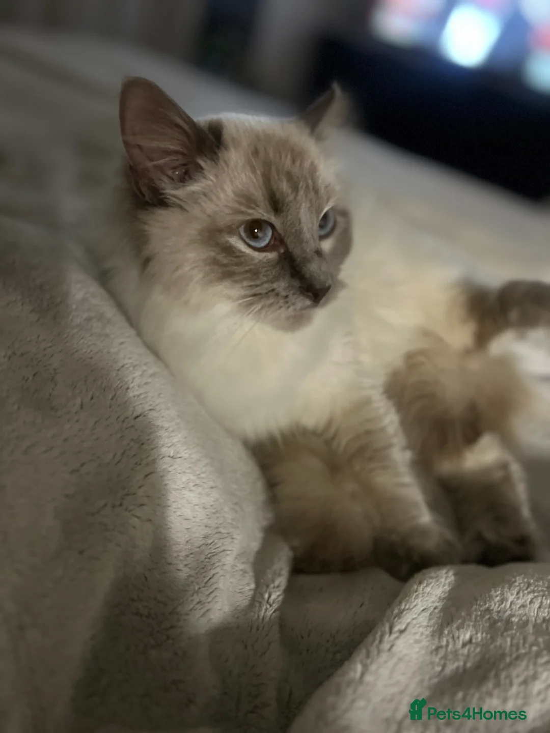Ragdoll cats for sale: Female GCCF REG PEDIGREE | Active Female RAGDOLLS - Advert 11