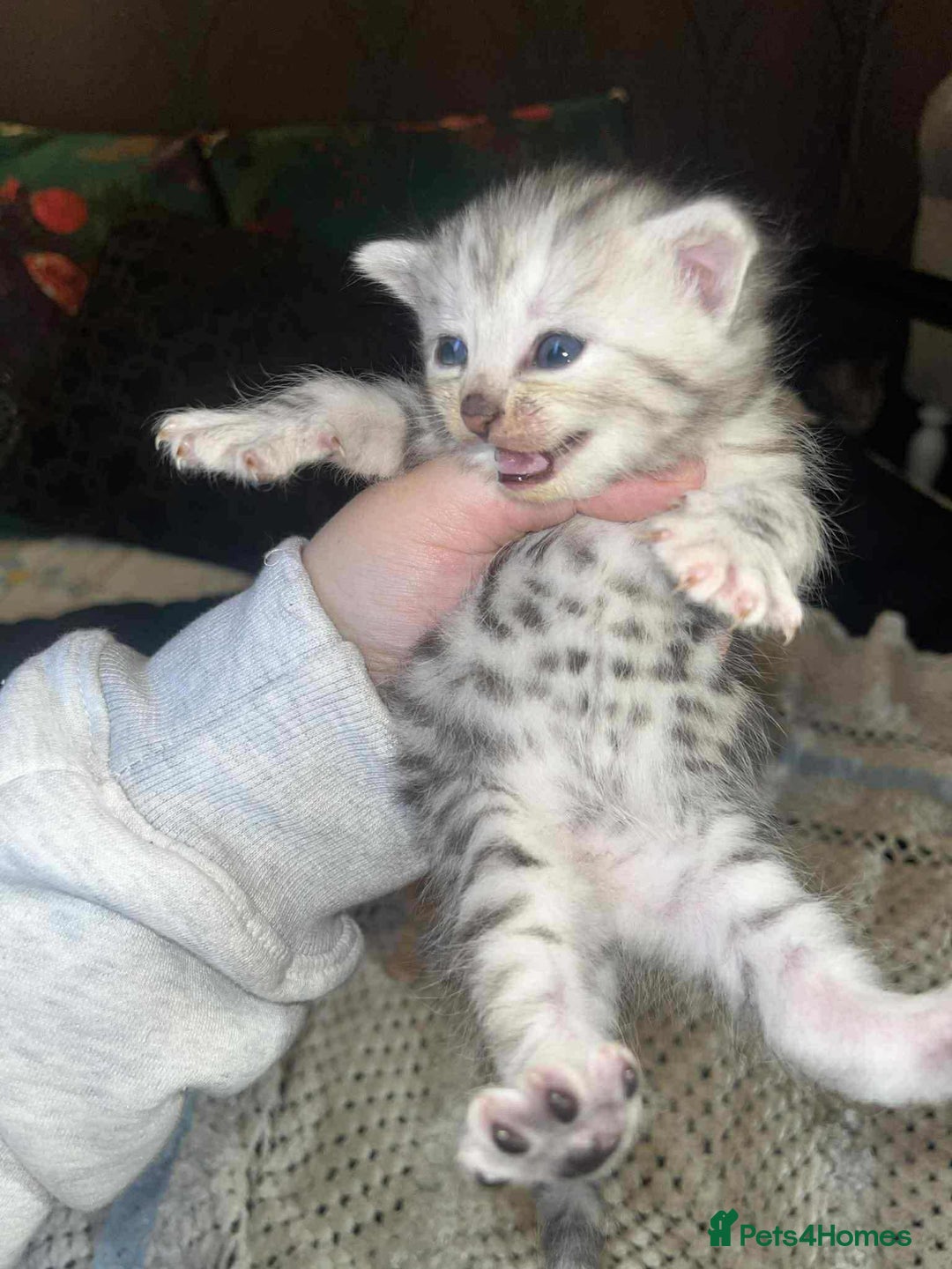 Mixed Breed cats for sale: Beautiful bengal cross kittens - Advert 3
