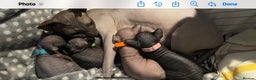 Sphynx cats for stud: Young male sphynx cat for stud in Milton Keynes - Advert 4