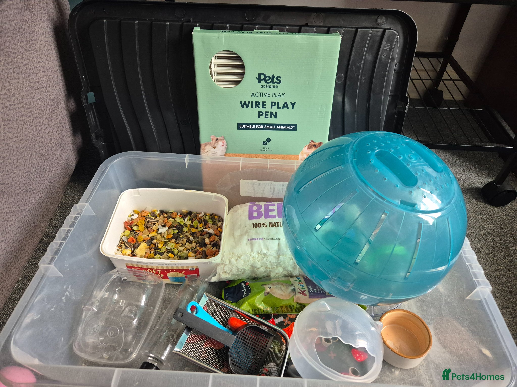 Hamster rodents for sale: Male Syrian hamster with cage and accessories  - Advert 4
