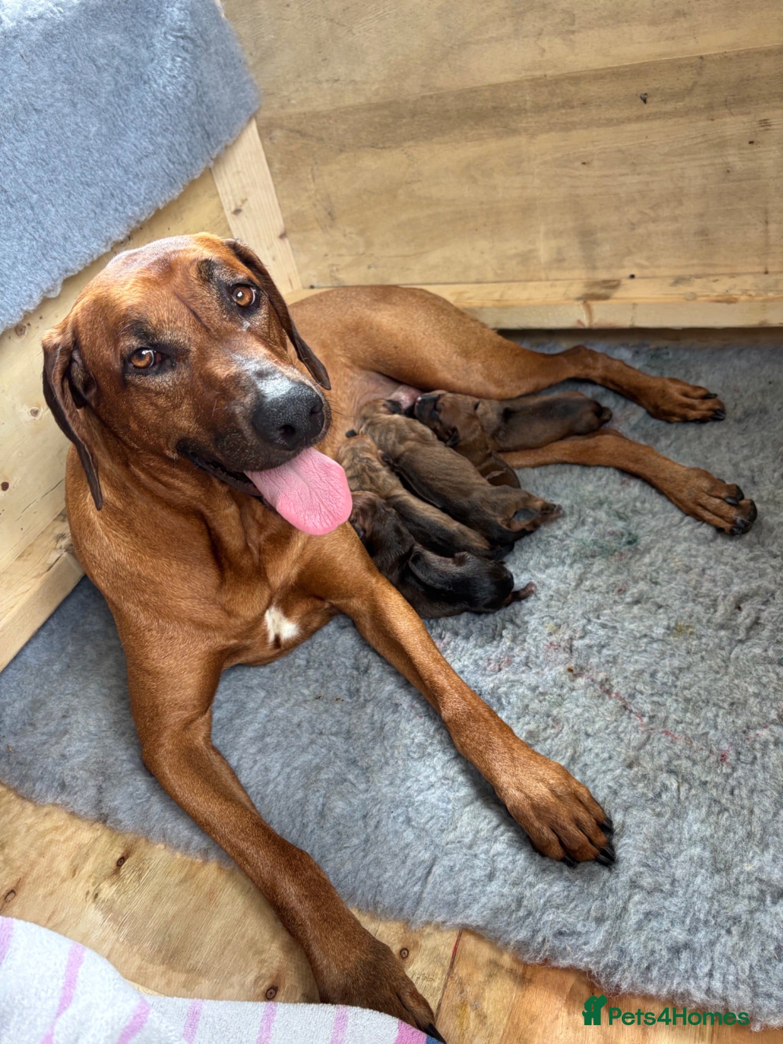 Rhodesian Ridgeback dogs Stunning male pup perfect ridge - Advert 1