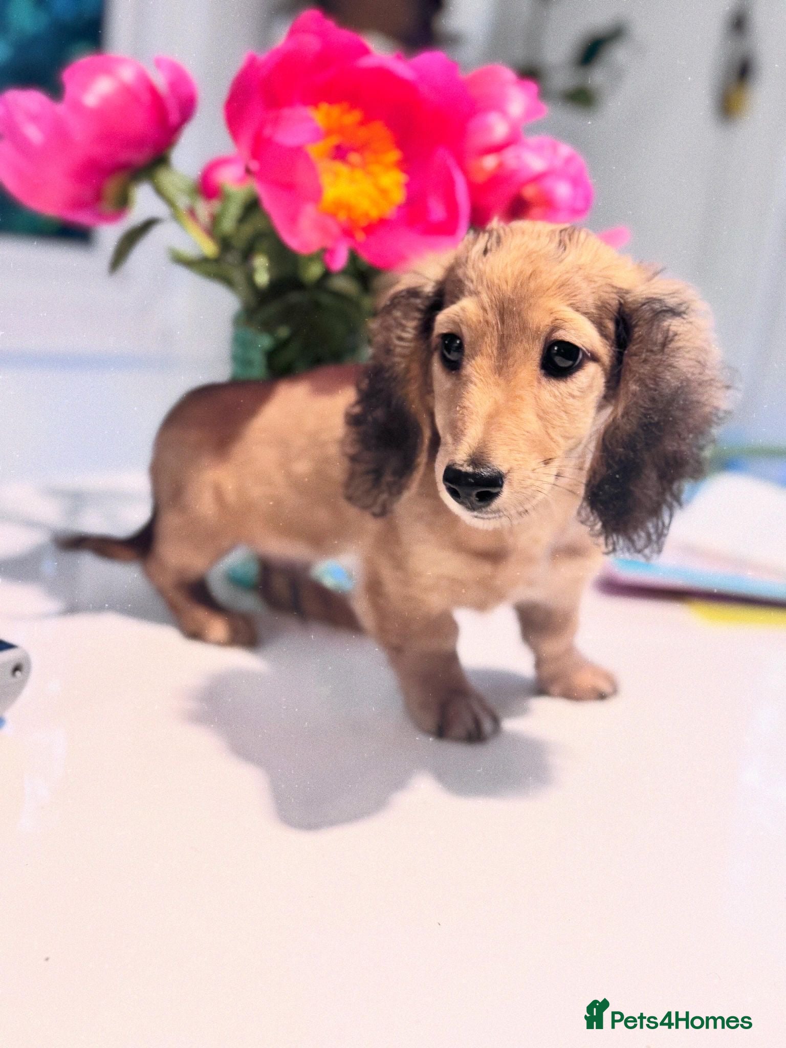 Miniature Dachshund dogs Miniature Dachshund Boy KC Registered - Advert 13