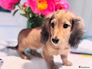 Miniature Dachshund dogs Miniature Dachshund Boy KC Registered - Advert 13