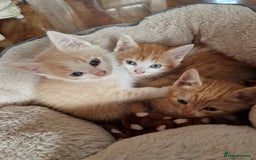 Domestic Shorthair cats for sale: Ginger and cream domestic shorthair kittens - Image 3