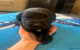 Labrador Retriever dogs for sale: Labrador puppys - Image 31