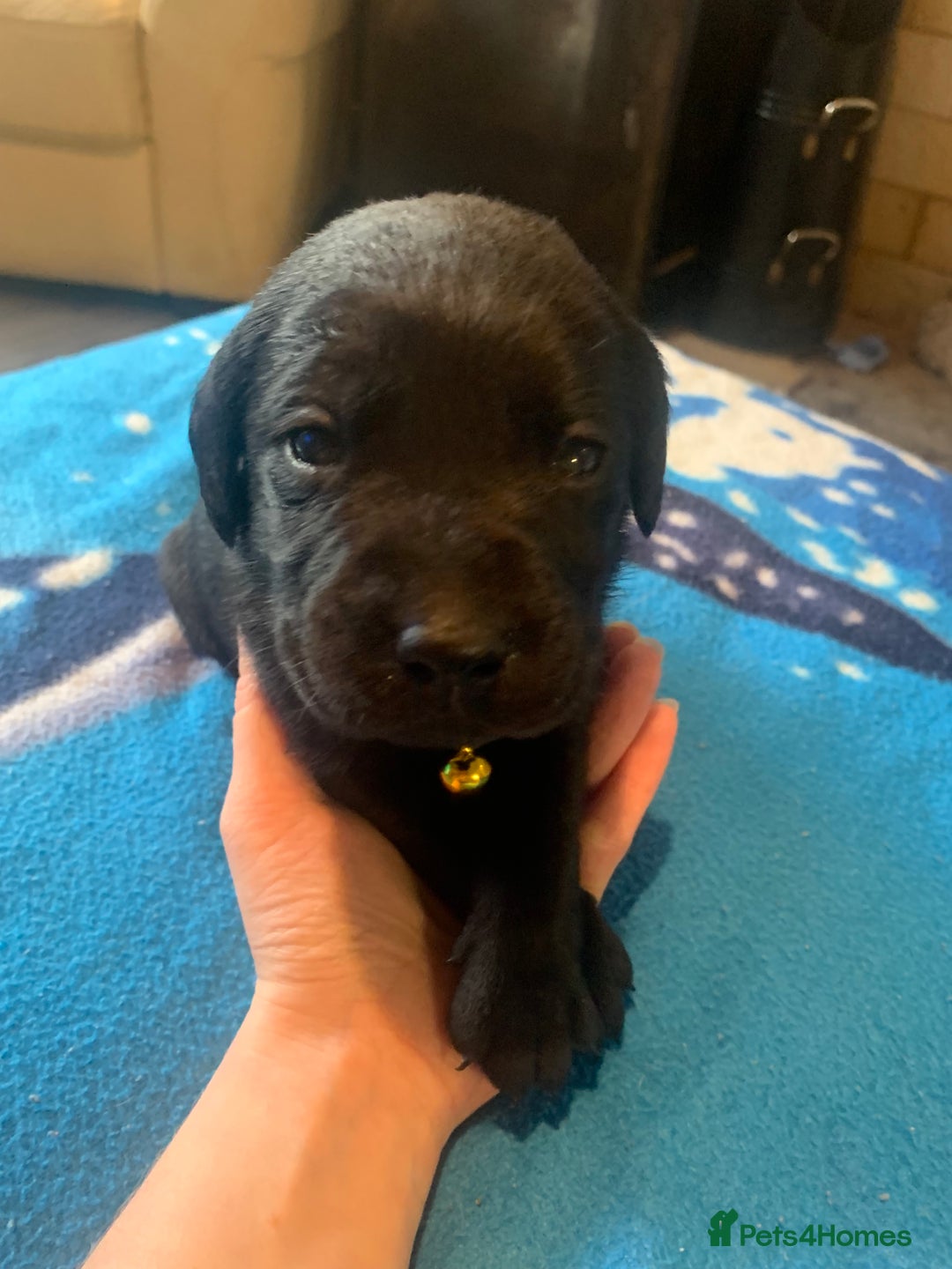 Labrador Retriever dogs for sale: Labrador puppys - Image 31