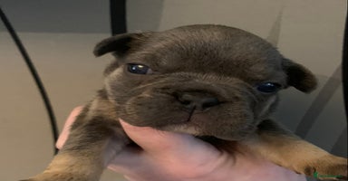 French Bulldog dogs Fabulous French bulldogs of excellent quality  - Advert 2