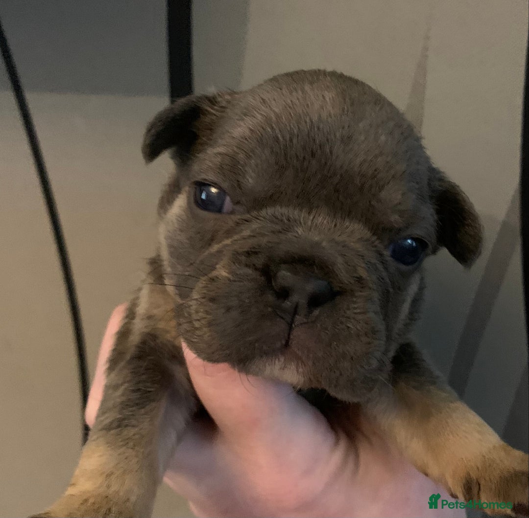 French Bulldog dogs for sale: French bulldogs need loving new homes - Advert 8