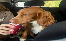 Cocker Spaniel dogs for sale: REDUCED & READY NOW 2 girl COCKERS - Advert 4