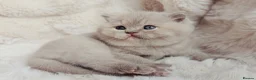 British Shorthair cats for sale: British Shorthair Champion Lines Kittens  - Advert 4