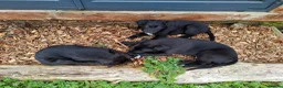 Lurcher dogs for sale: Greyhound x shepherd/collie  in Hungerford - Advert 7
