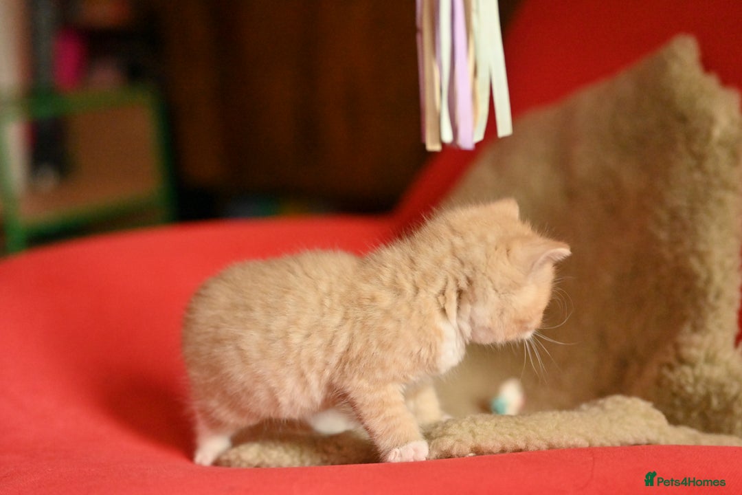 British Shorthair cats for sale: ⭐Rare Cream British Shorthair Boy ⭐  - Image 15