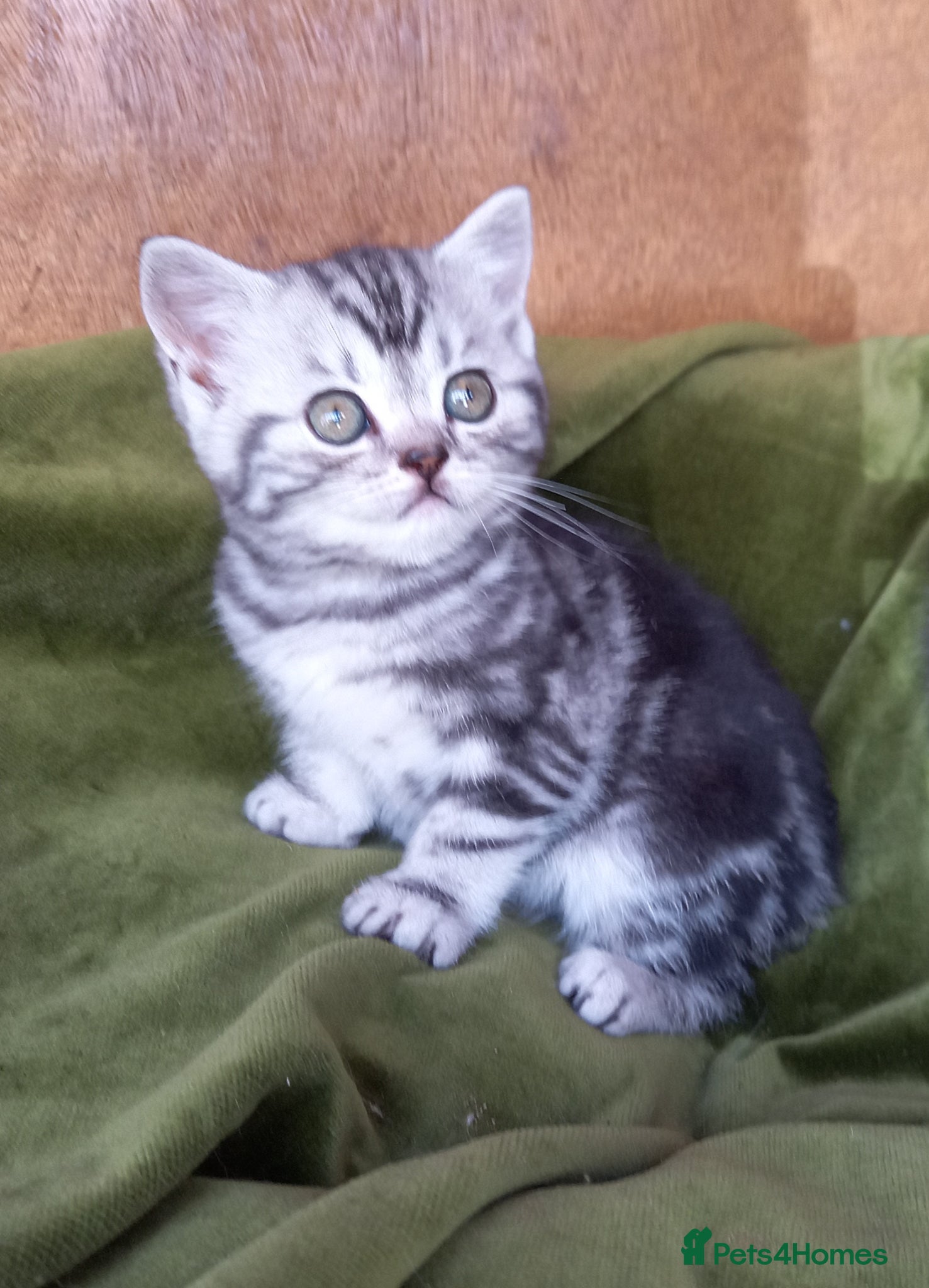 British Shorthair cats Super GCCF registered kittens  - Advert 1