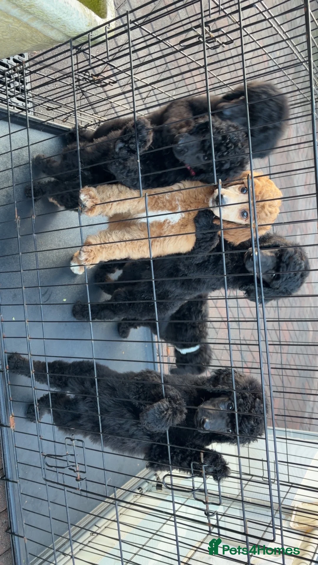 Standard Poodle dogs for sale: ReducedKC Registered standard poodle puppies  - Advert 11