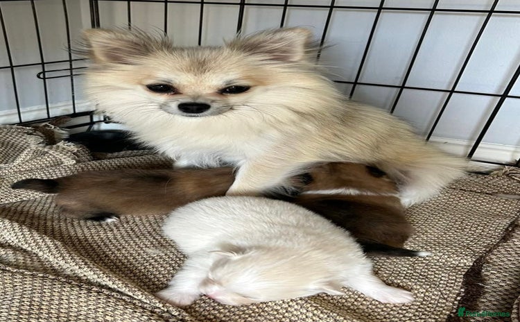 Pomeranian dogs - Advert 1