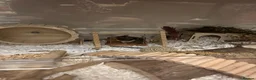 Hamster rodents for sale: Female Syrian and full enclosure  - Advert 2