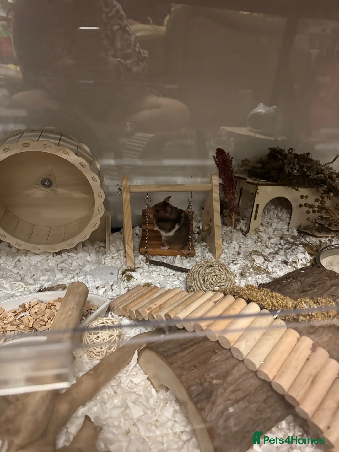 Hamster rodents for sale: Female Syrian and full enclosure  - Advert 2