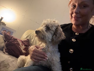 Cockapoo dogs Beautiful cockapoos - Advert 1