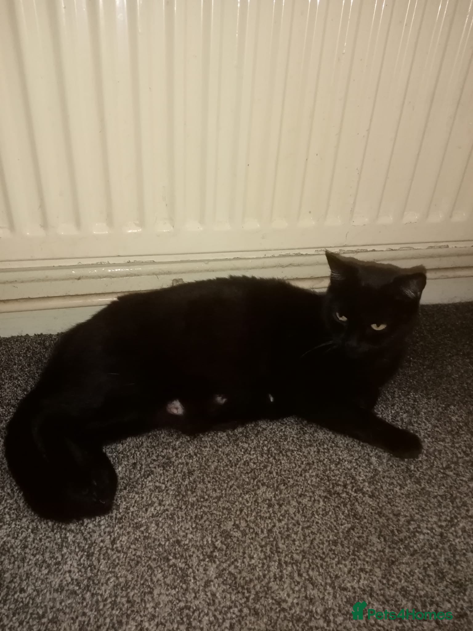 Mixed Breed cats 2 kittens 1 tux 1 tabby  - Advert 1