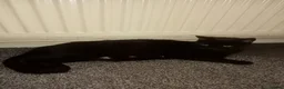 Mixed Breed cats for sale: 2 kittens 1 tux 1 tabby  - Advert 1
