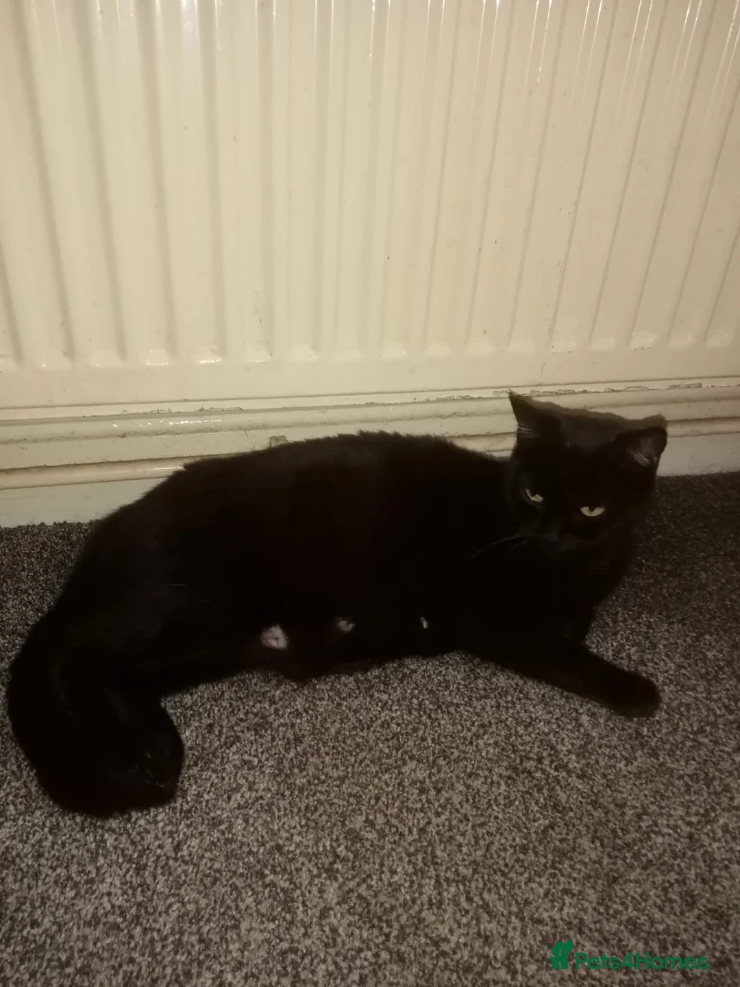 Mixed Breed cats for sale: 2 kittens 1 tux 1 tabby  - Advert 1