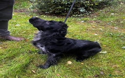 Cocker Spaniel dogs for sale: Cocker spaniel girl - Image 2