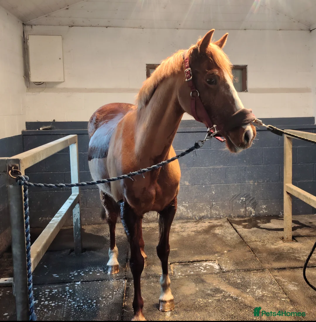 Other Breed horses for sale: Welsh D x Arab Mare - Advert 2