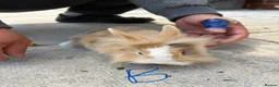 Lionhead rabbits for sale: Bunnies lionheads - Advert 2