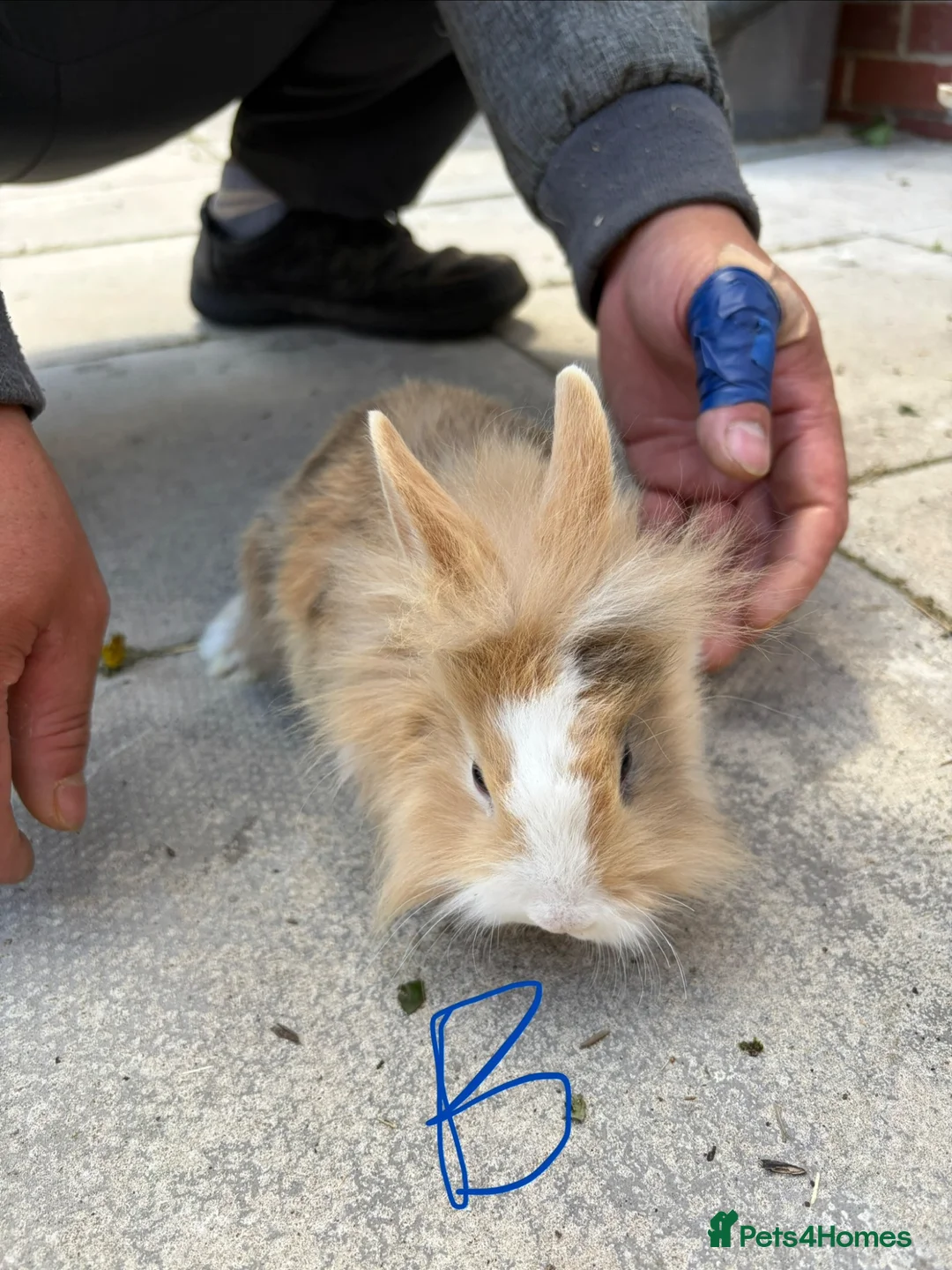 Lionhead rabbits for sale: Bunnies lionheads - Advert 2