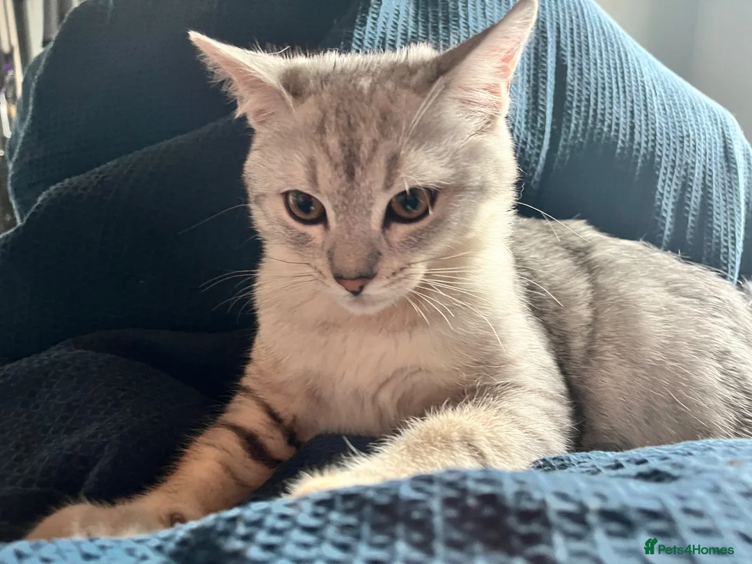 British Shorthair cats for sale: 2 boy BSH kittens left! (£500 for both) - Advert 2