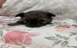Chihuahua dogs for sale: Long hair Chihuahua boy  - Image 9