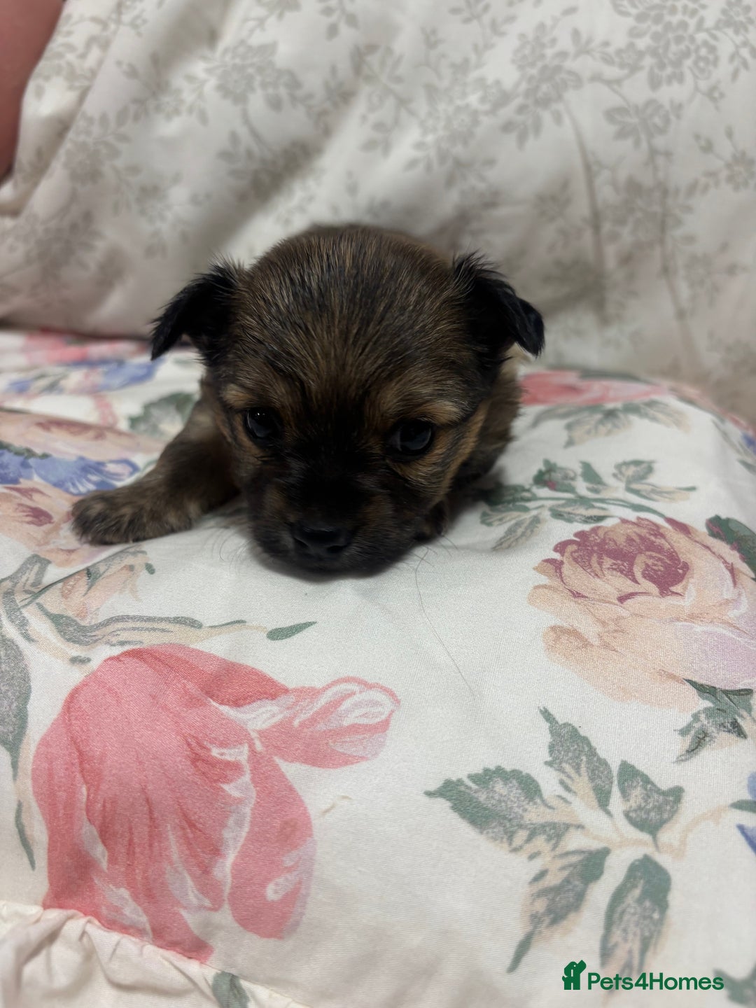 Chihuahua dogs for sale: Long hair Chihuahua boy  - Image 9