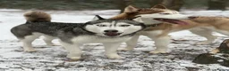 Siberian Husky dogs for stud: RED BI-EYED SIBERIAN HUSKY 🐺  - Advert 3