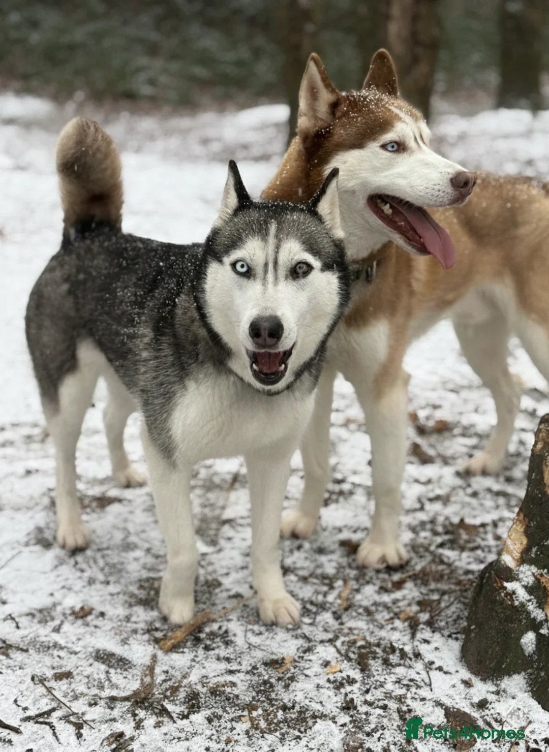 Siberian Husky dogs for stud: RED BI-EYED SIBERIAN HUSKY 🐺  - Advert 3