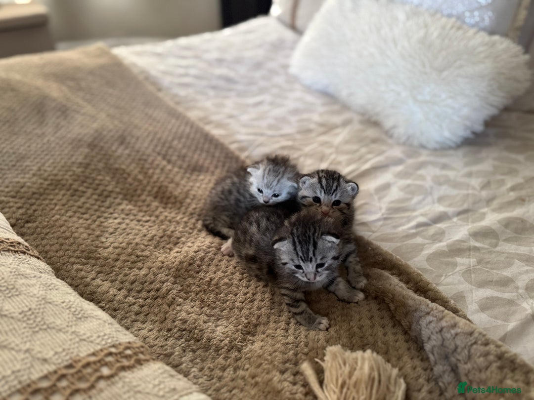 British Shorthair cats for sale: Beautiful lilac British shorthair X kittens - Image 2