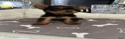 Yorkshire Terrier dogs for sale: Adorable Yorkshire Terrier Puppies 8 girls&1 boy.  - Advert 8