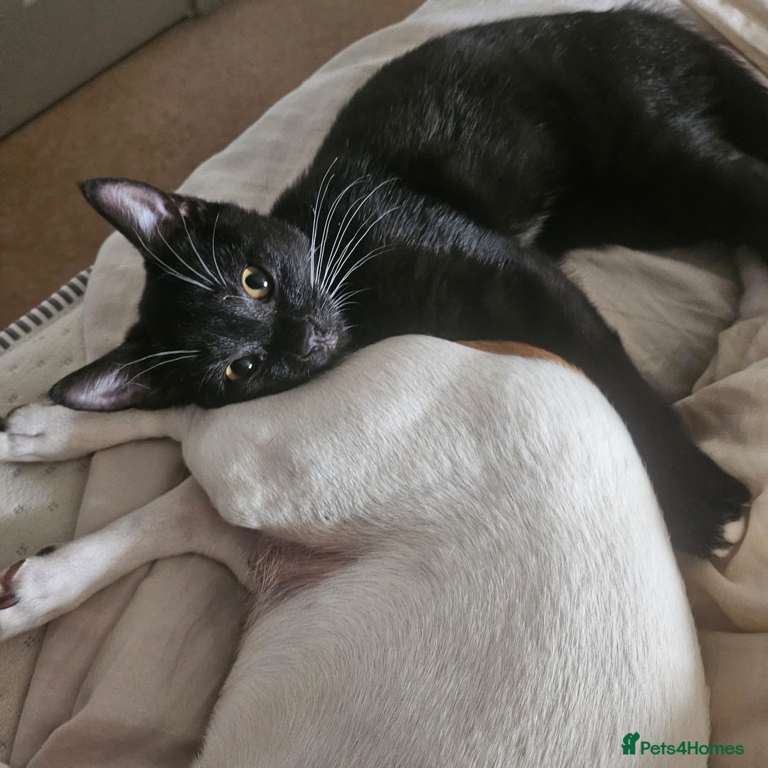 Mixed Breed cats for sale: 🐾 Cute Mixed British Shorthair🐾  - Image 13