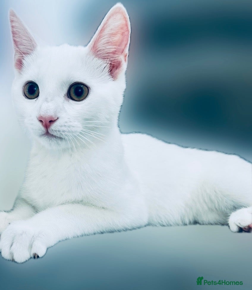 Mixed Breed cats Neutered 6 month old pure white kitten 🤍 - Advert 6